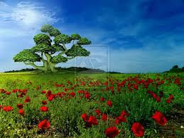 Image result for images I see trees of green, red roses too