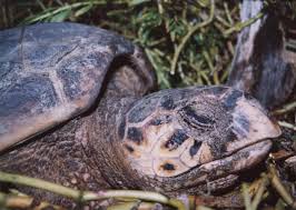 They are usually seen resting in caves and ledges in and around these reefs throughout the day. The Hawksbill Sea Turtle Padre Island National Seashore U S National Park Service