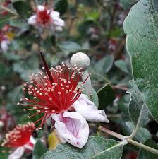 Image result for Feijoa sellowiana
