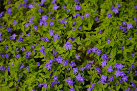 Image result for Browallia speciosa