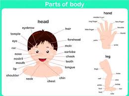 This resource also encourages students to practice their spelling as they write these. Grade 1 Science Worksheets Body Parts Grade Worksheets