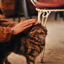 Atin Geride Kalmasina Hasret Bir Fayton Tekeri Bir At Faytoncunun Uykuda Kalmasina Hasret Ve Bir Faytoncu Bulundu Coktandir Olumun Cats Animals