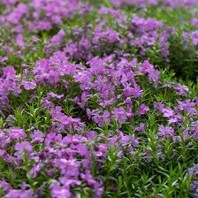 A wide variety of purple ground cover options are available to you, such as processing service, plastic modling agriculture pp woven high quality hemp weed mat ground cover with purple flowers. Purple Beauty Creeping Phlox High Country Gardens