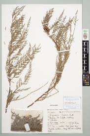 Image result for Cupressus funebris