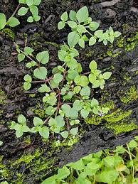 Image result for Torenia crustacea