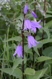 Campanula Rapunculoides Campanula Flowers Image