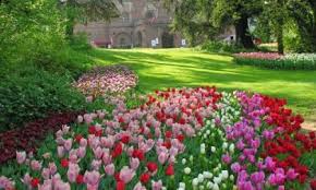 L Arrivo Della Primavera Si Festeggia Con Messer Tulipano Prima Chivasso