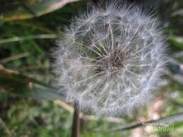 Download now filosofi bunga dandelion. Cantiknya Bunga Bersemi Di Gunung Argopuro