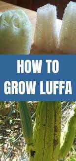 How To Grow Luffas In Your Home Garden Organic Vegetable Garden Organic Gardening Tips Home Vegetable Garden