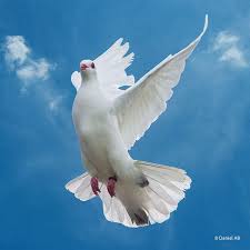 Birds That Don T Fly Away Fly Away Dove Flying Bird Photography Bird