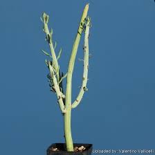 Image result for Kleinia