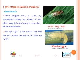 We did not find results for: Identification Symptoms And Nature Of Damage Of Whorl Maggot Leaf Folder And Hispa End Previous Next Ppt Video Online Download