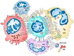 Sites tvs por assinatura | tv a cabo. Cancers Free Full Text Beyond Pd 1 Pd L1 Inhibition What The Future Holds For Breast Cancer Immunotherapy Html