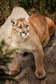 Wildcat By Yves Bergeron 500px Wild Cats Animals Beautiful Mountain Lion