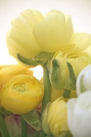 Fresh Hues Color Inspiration Page 5 Flowers Beautiful Flowers Pretty Flowers