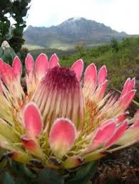 404 Not Found Trees To Plant Flowers Protea Flower