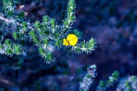 Image result for Hermannia grandistipula