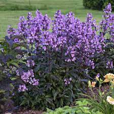 Click here to find out more. Penstemon Midnight Masquerade Garden Crossings