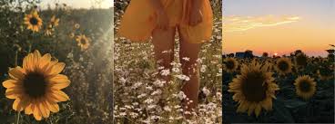 Flowers of the field song. Head As Empty As Mammon S Piggy Bank Field Of Flowers