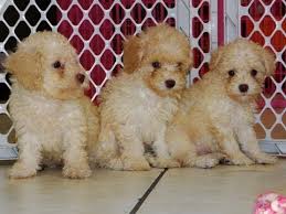 standard poodle puppies dogs for