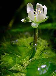 Maybe you would like to learn more about one of these? Aquarium Plants Flowering Google Search Plants Fish Tank Plants Carnivorous Plants