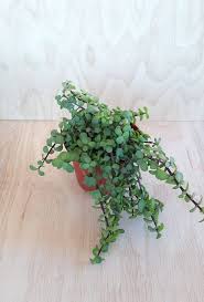 Image result for Cordia afra