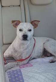 Pictures Of Ginger A Redtick Coonhound For Adoption In Mount Pleasant Sc Who Needs A Loving Home Dog Adoption Coonhound Pet Adoption