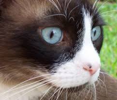 Check spelling or type a new query. Cat Death Euthanasia Help With Coping With Your Loss