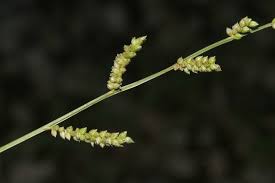 Image result for Echinochloa