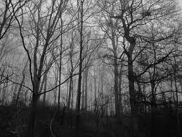 The Real Monster In The Woods Scary Woods Real Monsters Scary