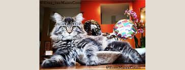 Maine coons are the largest domestic breed of cats. Ezee Maines Coonery European Maine Coons In South Florida Pet Breeder Fort Lauderdale Florida 37 Photos Facebook