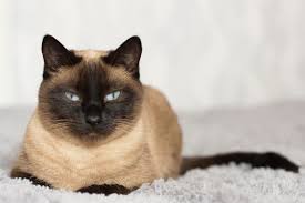 Gatto Thai Una Delle Razze Piu Antiche E Apprezzatemolto Simile