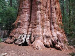 It's hard to believe how huge these trees have grown! General Sherman The Biggest Tree In The World