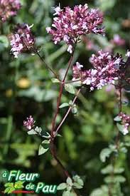 Marjolaine Sauvage Ou Marjolaine Batarde Ou Origan Commun Ou Origan Vulgaire Ou The Rouge Ou Th Marjolaine Plante Plantes Sauvages Comestibles Plantes Sauvages