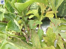 Image result for spider mites on cucumbers