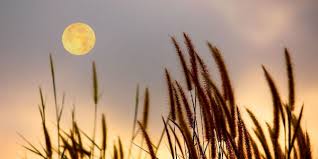 Gardening By The Moon Calendar Fruitguys Community Fund