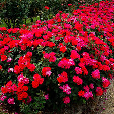 If your cherry tree growth is less than 8 inches (20.5 cm.) a year, it may need a cherry tree fertilizer. Buy Rose Bushes Online The Tree Center