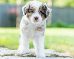 Miniature aussiedoodles are around 17 to 18 inches tall (43 to 46 cm) and can weigh 20 to 30 lbs if all goes well, this crossbreed has a lifespan of 12 to 15 years. Is An Aussiedoodle Right For Me Should I Buy An Aussiedoodle