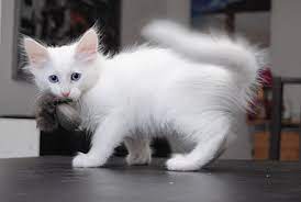 The turkish angora comes from the turkish capital of ankara, which was. Turkish Angora Wikiwand