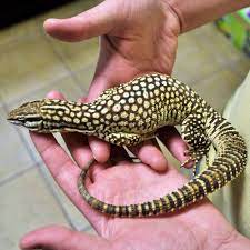 Ackiespiny Tailed Monitor Varanus Acanthurus - 2 Monitor Omnivorous Pet Snake Reptile Room Monitor Lizard