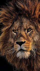 Wallpapers For Iphone 11 Iphone 11 Pro And Iphone 11 Pro Max In 2020 Lion Pictures Lion Photography Lion Wallpaper