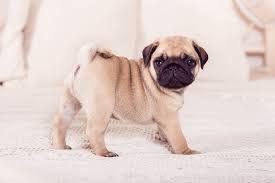 Maybe you would like to learn more about one of these? Taking Care Of Your Sweet Little Pug Puppy Furry Babies