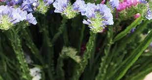Pin On Wedding Flowers