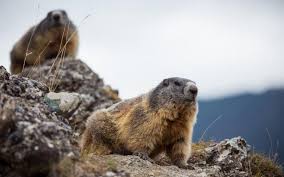 Elles sont bonnes les marmottes pour creuser des trous. Savoie Une Association Craint Que Des Marmottes Soient Enterrees Vivantes Le Parisien