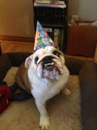 Are You Serious I Get Cake On My Birthday Birthday Bulldog Barkpost Bulldog Its My Birthday French Bulldog