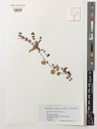 Image result for Lophiocarpus polystachyus