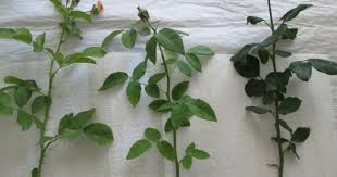 Image result for cuttings of roses