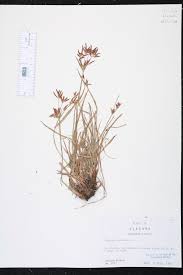 Image result for Cyperus sp.no.7
