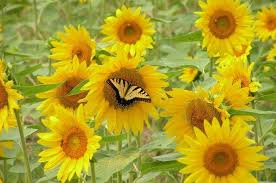 Maybe you would like to learn more about one of these? 7 Summer Nectar Flowers That Attract Butterflies Butterfly Gardening