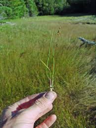 Image result for Trisetopsis milanjianum